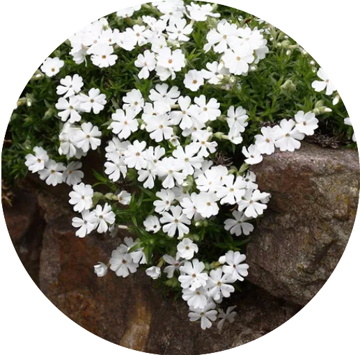 Phlox subulata  Snowflake vaso 10