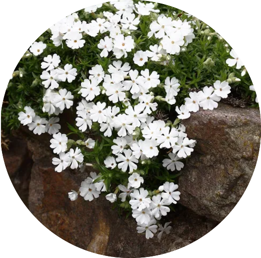 Phlox subulata  Snowflake vaso 10