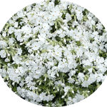 Phlox subulata  Snowflake vaso 10