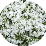 Phlox subulata  Snowflake vaso 10
