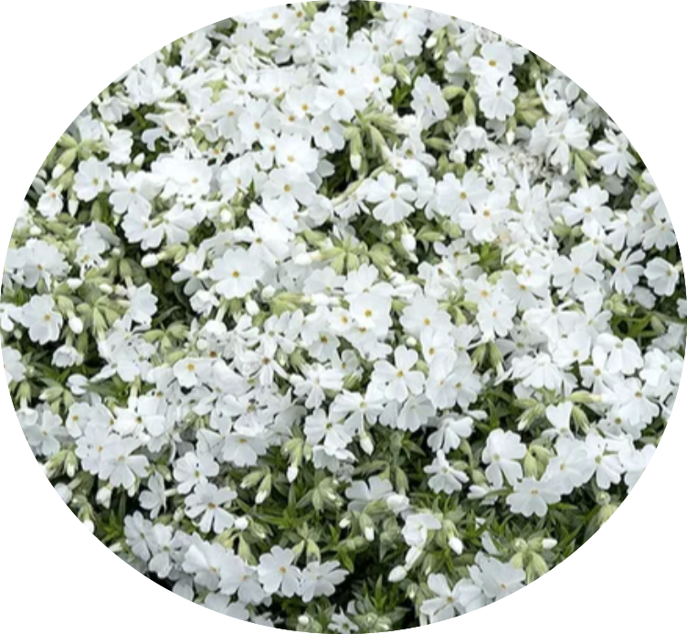 Phlox subulata  Snowflake vaso 10