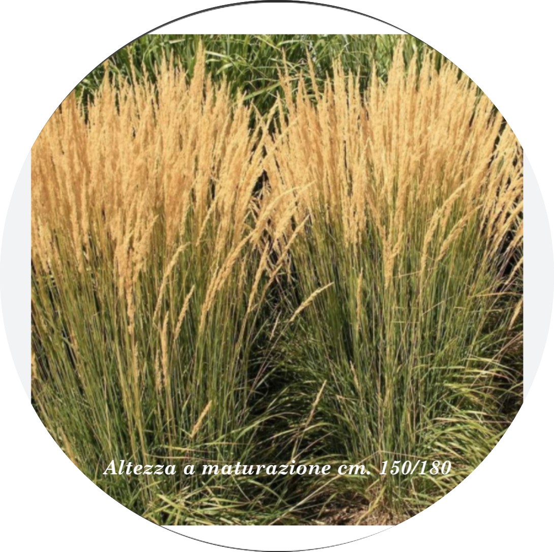 Calamagrostis cm. 150 acutiflora 'Karl Foerster' v.9