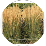 Calamagrostis cm. 150 acutiflora 'Karl Foerster' v.9