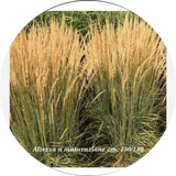 Calamagrostis cm. 150 acutiflora 'Karl Foerster' v.9