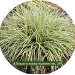 Carex Oshimensis Evergold vaso 12