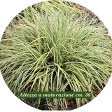 Carex Oshimensis Evergold vaso 12