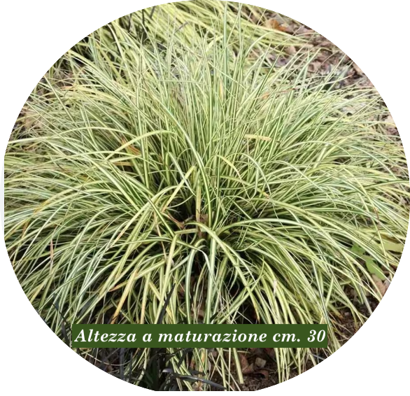 Carex Oshimensis Evergold vaso 12