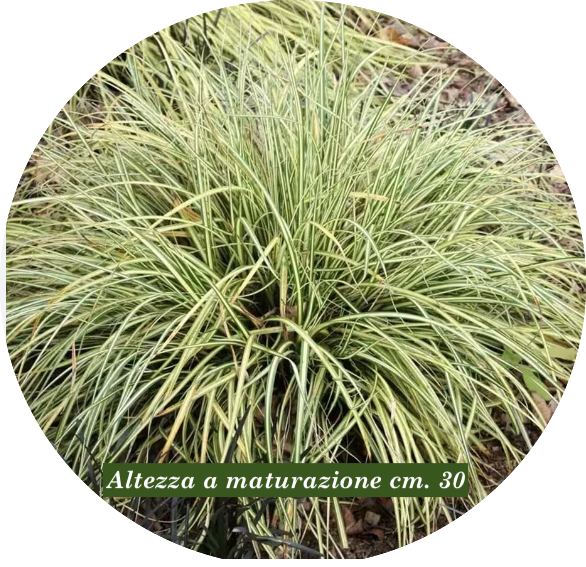 Carex Oshimensis Evergold vaso 12