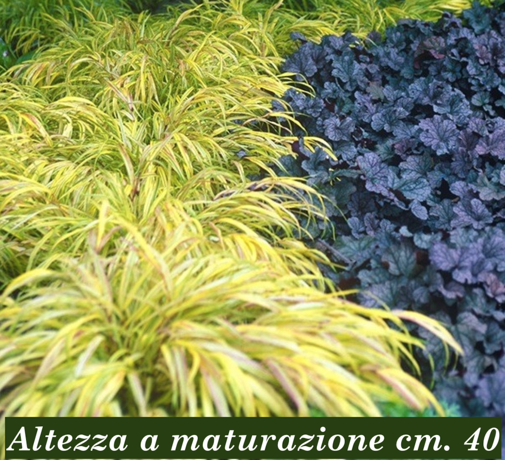 Hakonechloa macra 'Aureola' v.9