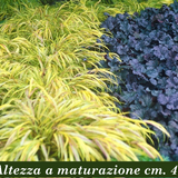 Hakonechloa macra 'Aureola' v.9