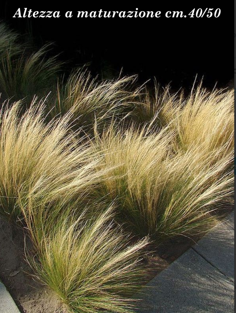 Stipa Tenuissima vaso 14 o 12x12