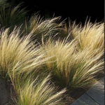 Stipa Tenuissima vaso 14 o 12x12