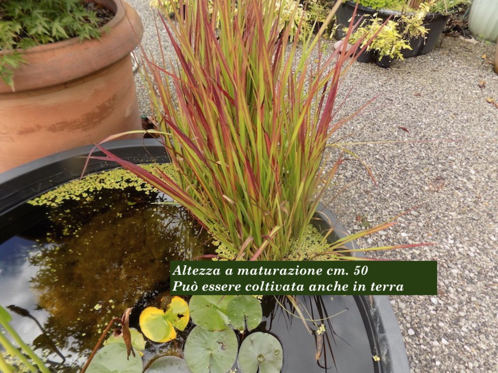 Imperata Cylindrica red Baron ( per terreni secchi o paludosi