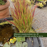 Imperata Cylindrica red Baron ( per terreni secchi o paludosi