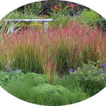 Imperata Cylindrica red Baron ( per terreni secchi o paludosi