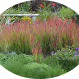 Imperata Cylindrica red Baron ( per terreni secchi o paludosi