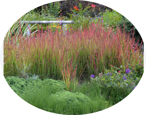 Imperata Cylindrica red Baron ( per terreni secchi o paludosi