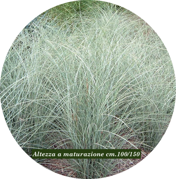 Miscanthus Morning Light vaso 9