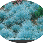 Festuca glauca cm.30 'Elijah Blue' vaso 7/9  cm. 30 a maturazione