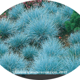 Festuca glauca cm.30 'Elijah Blue' vaso 7/9  cm. 30 a maturazione