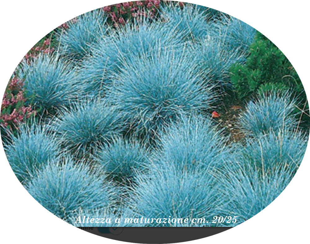 Festuca glauca cm.30 'Elijah Blue' vaso 7/9  cm. 30 a maturazione