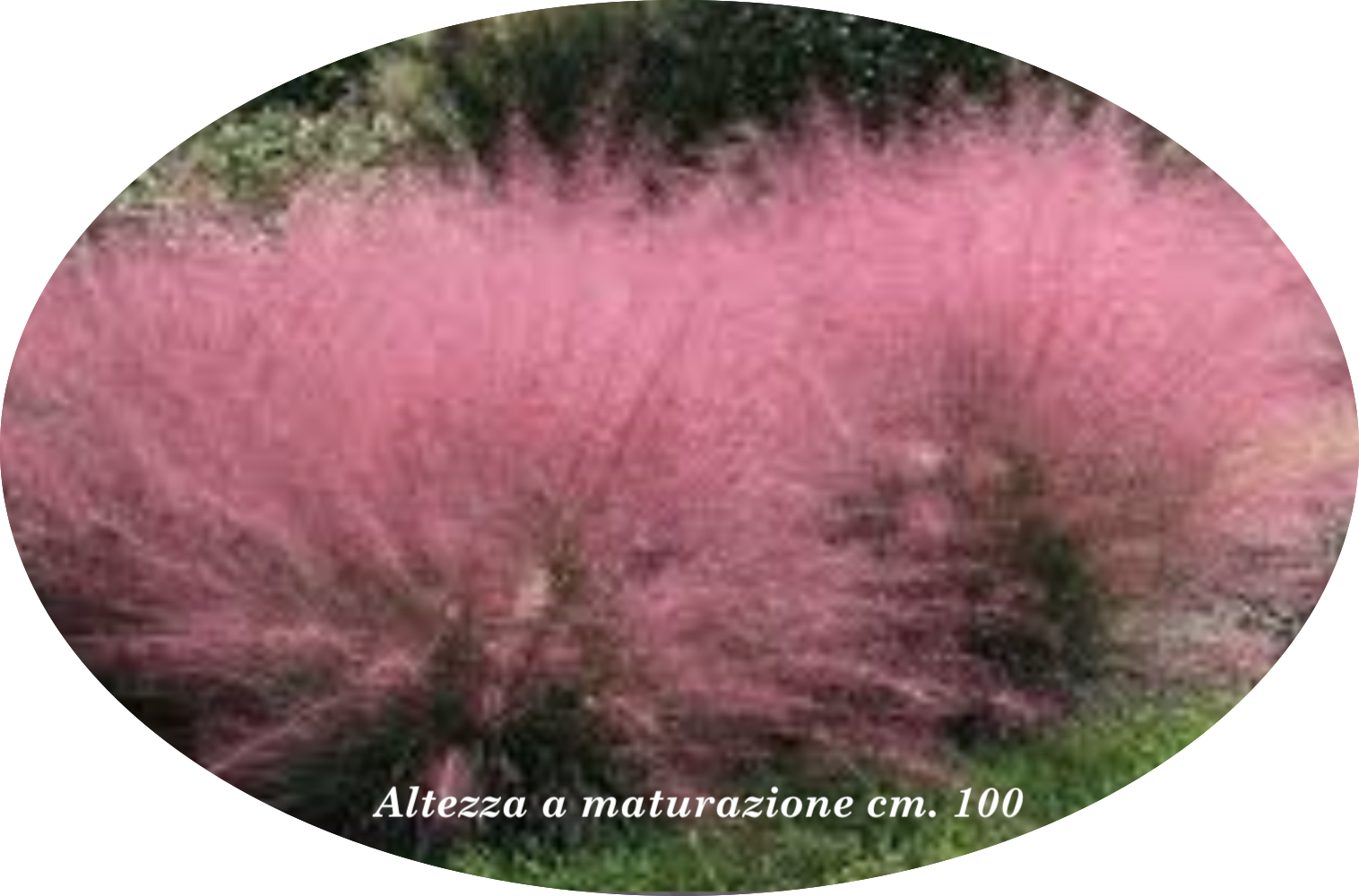 Muhlenbergia capillaris vaso 14