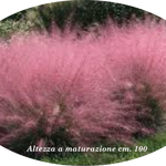 Muhlenbergia capillaris vaso 14