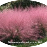 Muhlenbergia capillaris vaso 14