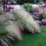 Stipa Tenuissima vaso 14 o 12x12