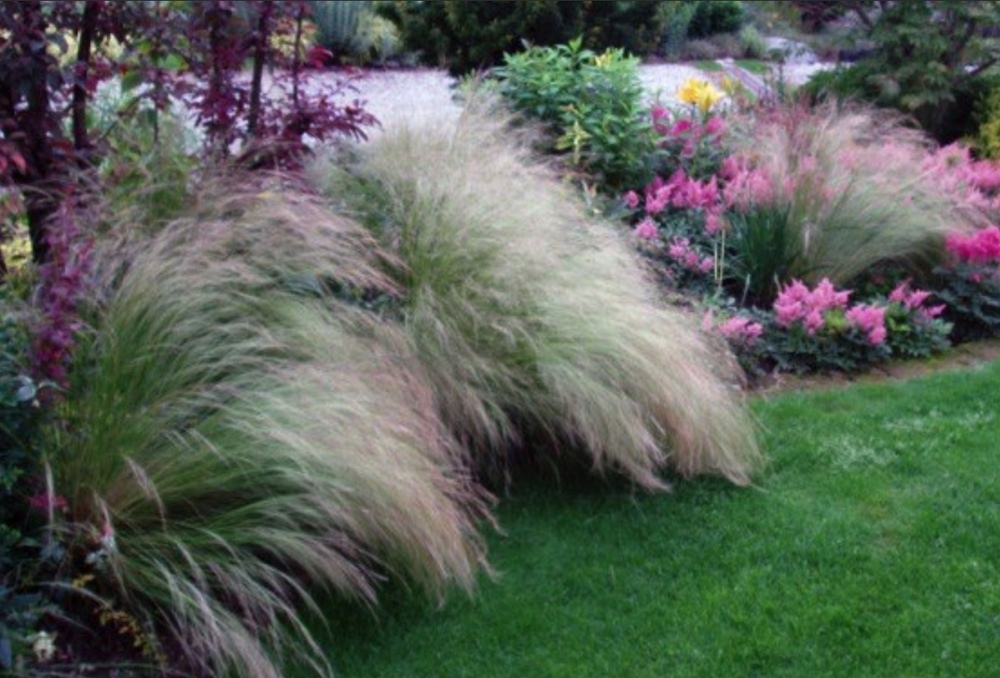 Stipa Tenuissima vaso 14 o 12x12