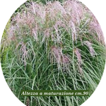 Miscanthus sin. 'Apache' ®  v. 18