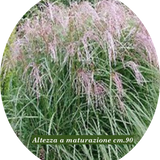 Miscanthus sin. 'Apache' ®  v. 18