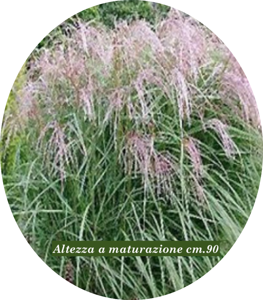 Miscanthus sin. 'Apache' ®  v. 18