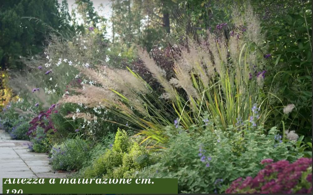 Calamagrostis cm.70/80 arundinacea brachytricha v.18/19