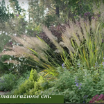 Calamagrostis cm.70/80 arundinacea brachytricha v.18/19