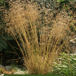 Deschampsia cm.100 ces. 'Goldgehänge v.18/19