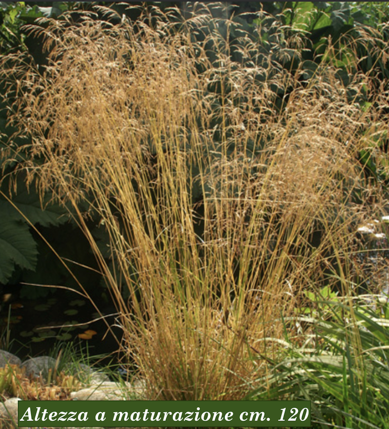 Deschampsia cm.100 ces. 'Goldgehänge v.18/19