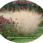 Deschampsia cm.80 Cespitosa v.18/19
