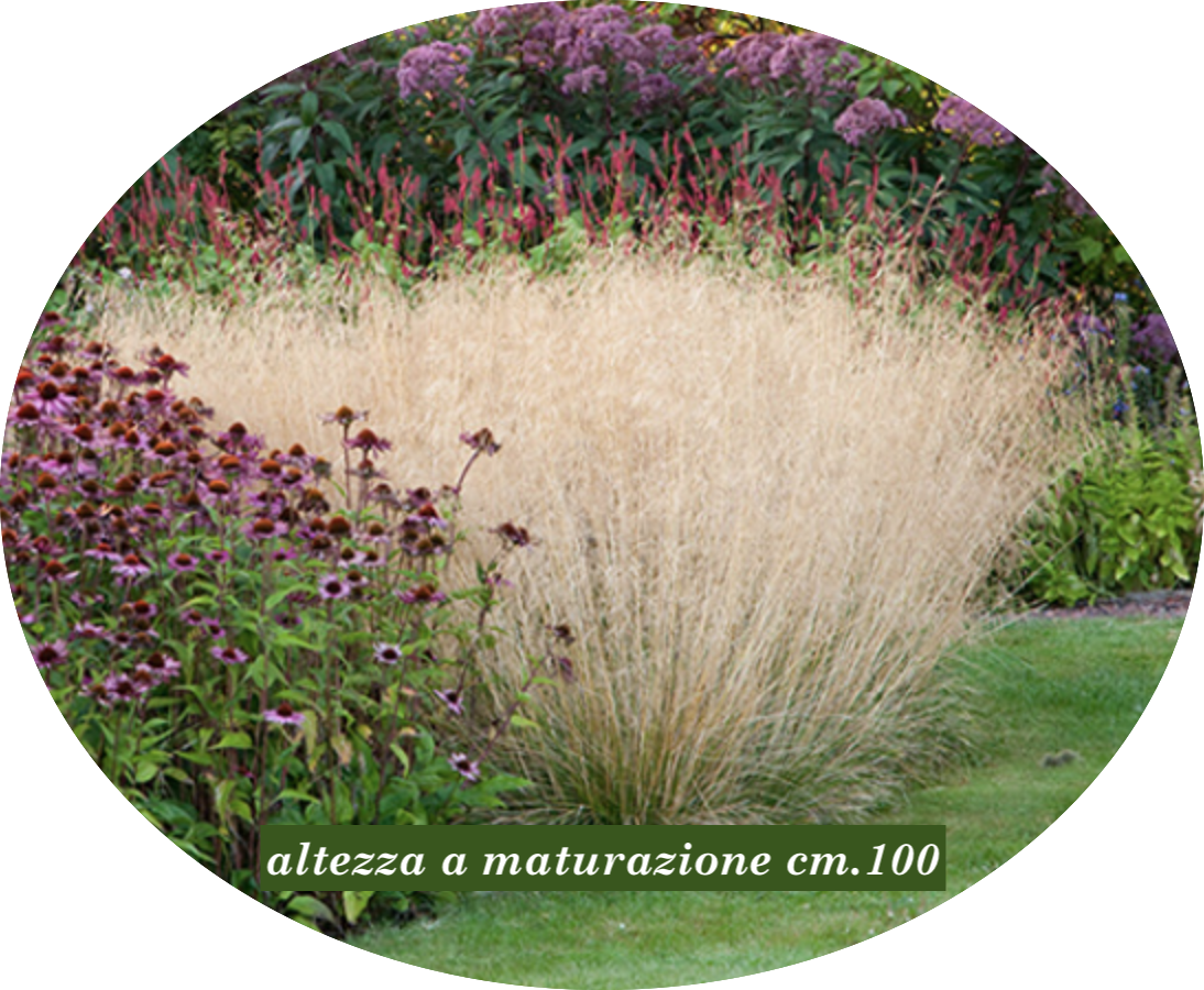 Deschampsia cm.80 Cespitosa v.18/19