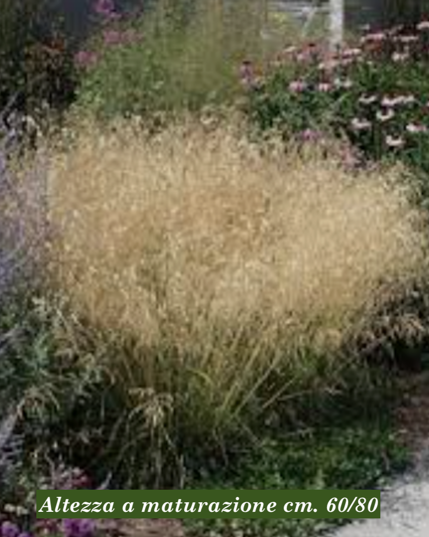 Deschampsia cm.90 Cespitosa Tardiflora vaso 18/19