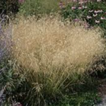 Deschampsia cm.90 Cespitosa Tardiflora vaso 18/19