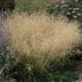 Deschampsia cm.90 Cespitosa Tardiflora vaso 18/19