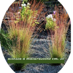 Festuca  'Walberla' v.18  cm.30 a maturazione