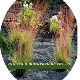 Festuca  'Walberla' v.18  cm.30 a maturazione