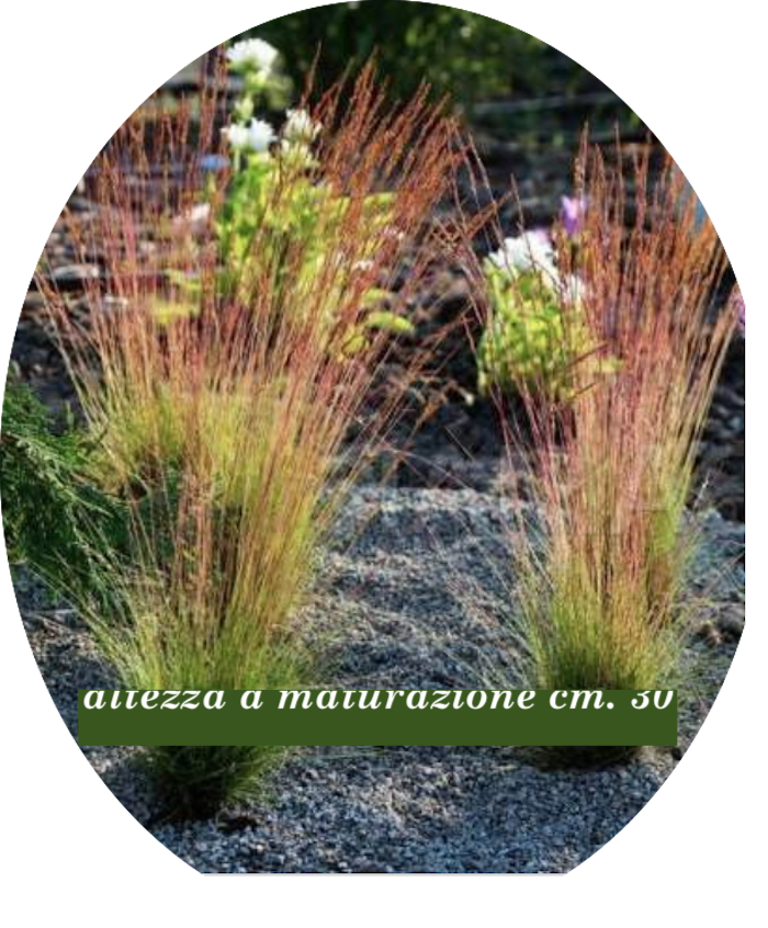 Festuca  'Walberla' v.18  cm.30 a maturazione
