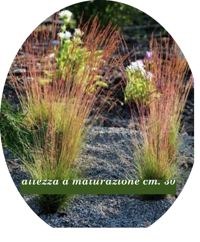 Festuca  'Walberla' v.18  cm.30 a maturazione