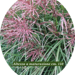 Miscanthus chinensis China vaso 9