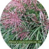 Miscanthus chinensis China vaso 9