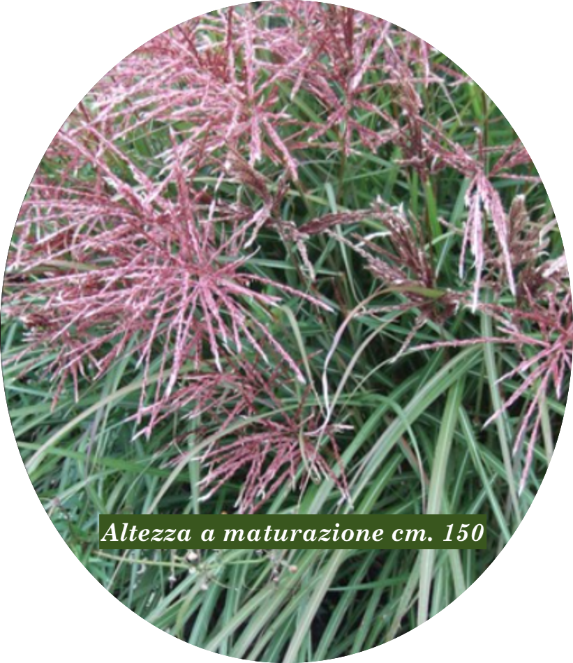 Miscanthus chinensis China vaso 9