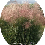 Miscanthus chinensis 'Pink Cloud' ® vaso 9